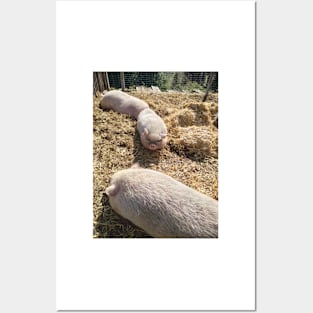 pigs Posters and Art